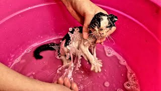 First Time Bathing a Kitten Hilarious and Adorable Cat Bathing Experience [upl. by Malynda]