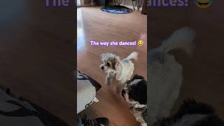 Antsy cute puppy dogs shihtzu shorts funny Fizzybubbly44 [upl. by Safire282]