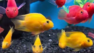 Yellow  Red Parrot cichlids [upl. by Nika]