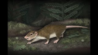 Multituberculates Rodents of the Mesozoic [upl. by Drofnats]