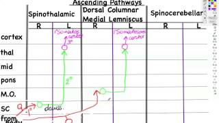 SC ascending pathways part2 [upl. by Tanney]