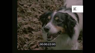 Excited Dog Barking HD from 35mm [upl. by Swithbart959]