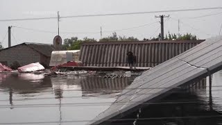 Animals rescued from floodhit Kherson region [upl. by Palmer]