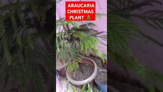 How to care ARAUCARIA Christmas tree plant please like and subscribe my channel pleaseplantsshorts [upl. by Feinstein]