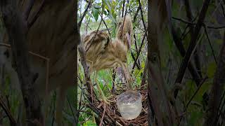 Amazing Bird Nest birds birdznest birdnest nature nest [upl. by Mckale]