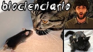 RATONES QUE HAN PERDIDO EL MIEDO A LOS GATOS  TOXOPLASMOSIS [upl. by Kasevich146]