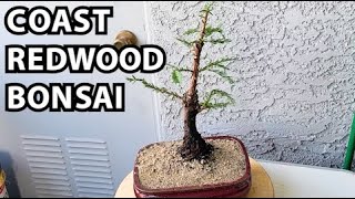 Coast Redwood Bonsai Repotting [upl. by Teak]