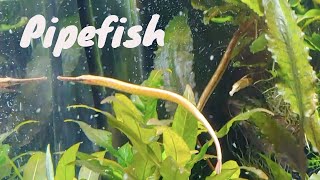 Freshwater Pipefish [upl. by Jillane]