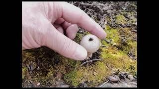 Lycoperdon Perlatum [upl. by Fulton]