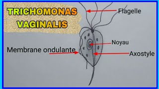 Trichomonas Vaginalis [upl. by Hairaza]