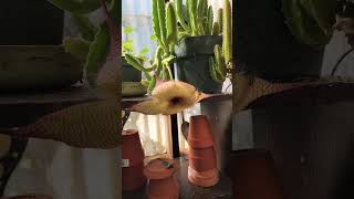 Stapelia grandiflora in bloom [upl. by Marler61]