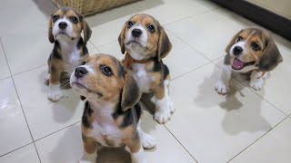 Beagle Pups Sit Down for a Treat [upl. by Htrowslle]