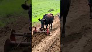 youtubeshorts agriculture viralvideo [upl. by Vaas]