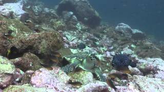 ULTIMATE DIVING MALPELO  UNDERSEAVENTURES DIVE AND ADVENTURE TRAVEL [upl. by Nauqat358]