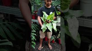 Philodendron Giganteum Blizzard [upl. by Tomasine624]