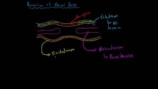 Formation of the Neural Plate [upl. by Annaihs]