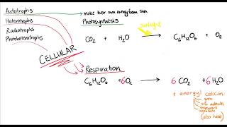 Autotrophs and heterotrophs do cell respiration  Energy for cells  meriSTEM [upl. by Ellirpa]