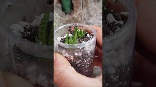 Haworthia propagation update haworthia reuseplastic [upl. by Kra]