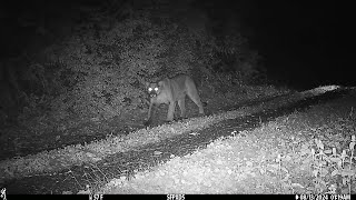 Prowling Cougar  Browning Trail Cameras [upl. by Doowyah]