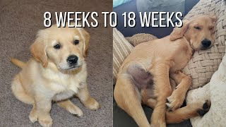 Life With A Golden Retriever  Puppy From 8 Weeks To 18 Weeks [upl. by Lisbeth944]