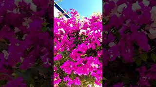 Bougainvillea Flowers🌸 [upl. by Hgiel]