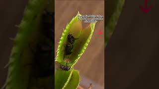 Feeding A Venus Fly Trap  Beginner Venus Flytrap Care Tips  Venus Flytraps Eating [upl. by Akram]