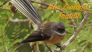 Beautiful New Zealand Fantail or Piwakawaka [upl. by Giffie]