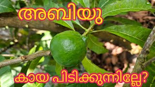 അബിയു കായ പിടിക്കുന്നില്ല [upl. by Lounge]