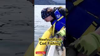 Big Sea SMALL COD Newfoundland Cod Jigging Grounds [upl. by Anastice]