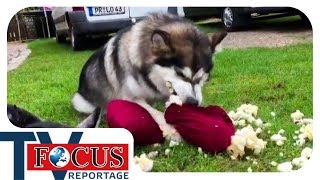 Problemhusky  Ein Fall für den Hundetrainer  Focus TV Reportage [upl. by Tegan]