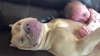 Funny Pitbull and American Bully Videos [upl. by Myron]