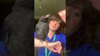 My dogs found an injured crow crow birds short [upl. by Kaiser]