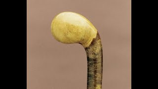 Lets Make An Osage Orange Knob Stick [upl. by Ytirehc]