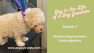 EP 2 with Woody amp Woofers Dog Groomers in Cambridgeshire [upl. by Anilegna]