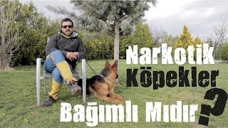 Narkotik Köpekler Uyuşturucu Bağımlısı Mıdır [upl. by Kelda]