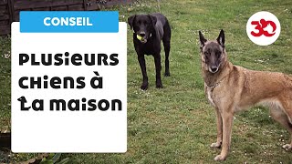 Plusieurs chiens à la maison  bien gérer sa meute [upl. by Dov482]