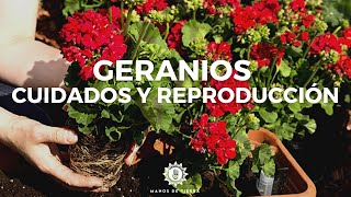 Como Podar Y Reproducir GERANIOS De La Forma Mas Efectiva Geranios cuidados 🪴🌸✂️ [upl. by Neille]