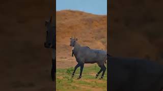 Nilgai vs Camel Which One Fascinates You More Nilgai Animal AnimalFacts [upl. by Euk]