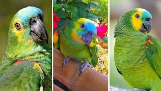 Beautiful BlueFronted Amazon Parrot Personality and Temperament [upl. by Yenwat]