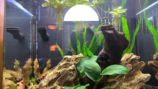 5 Gallon Nano tank Celestial Pearl Danio and Sparkling quotDwarfquot Gourami [upl. by Laurel]