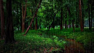 💦 Truenos y Lluvia Curativa Sanando con la Fuerza de la Naturaleza💤 [upl. by Millur333]