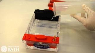 Agarose Gel Electrophoresis of DNA fragments amplified using PCR [upl. by Aleyak]