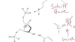 CHEM 407  Glycolysis  4  Aldolase Mechanism [upl. by Kavita]