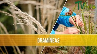 Que son las Gramineas TvAgro por Juan Gonzalo Angel [upl. by Itirp423]