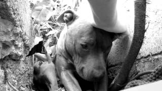 Hope For Paws  Pitbull Rescue in Black amp White [upl. by Galvan]