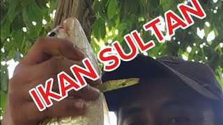 umpan roti tawar cipariukchannel [upl. by Merceer]