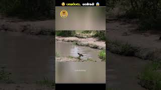 ஆபத்து நிறைந்த விலங்குகளின் வாழ்க்கை  Poor Impala  Animal Voiceover Tamil [upl. by Talich]