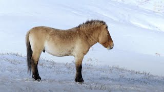 Gli ultimi veri cavalli selvaggi della terra i cavalli di Przewalski [upl. by Chem573]