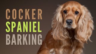 Cocker Spaniel Barking amp Growling How to make your Cocker Spaniel Bark [upl. by Enotna]