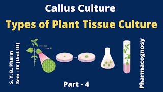 Callus culture Types of plant tissue culture in Hindi [upl. by Kolb]